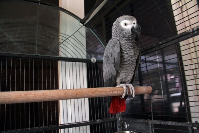 Papağan sayesinde hırsızlık çetesi çökertildi