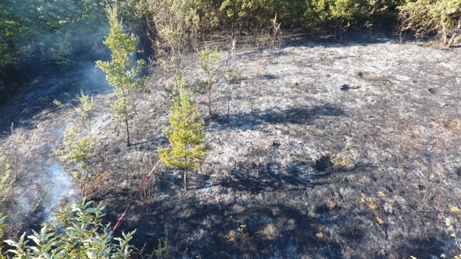 Sinop’ta fındık bahçesi yangını
