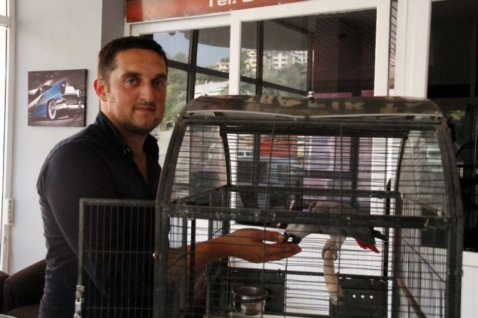 Papağan sayesinde hırsızlık çetesi çökertildi