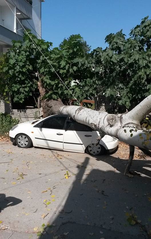 Ağaç otomobilin üzerine devrildi