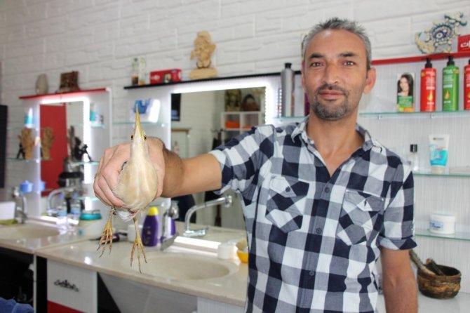 Küçük balaban yaralı olarak berber dükkanına sığındı