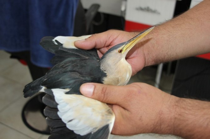 Küçük balaban yaralı olarak berber dükkanına sığındı