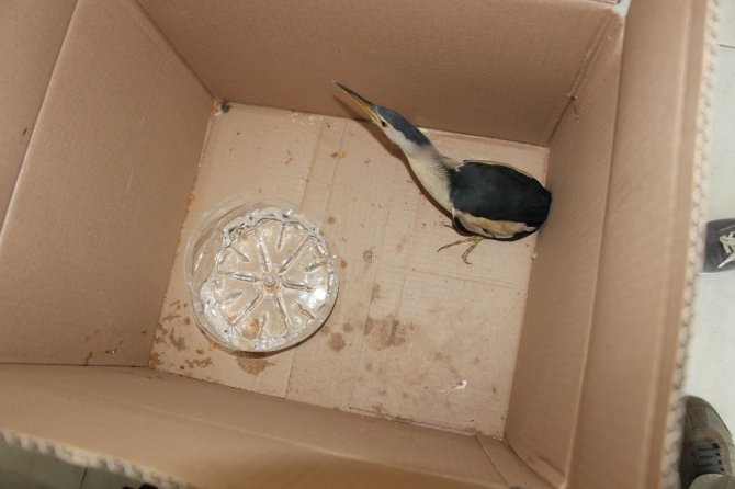 Küçük balaban yaralı olarak berber dükkanına sığındı