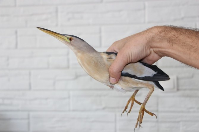 Küçük balaban yaralı olarak berber dükkanına sığındı