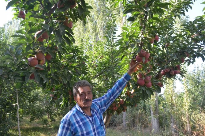Iğdır’da elma dalında kaldı