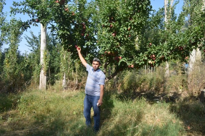Iğdır’da elma dalında kaldı