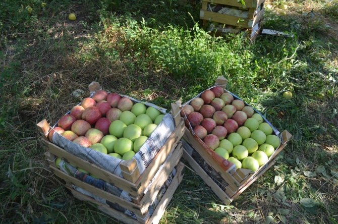 Iğdır’da elma dalında kaldı