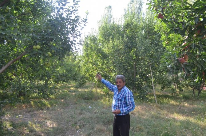 Iğdır’da elma dalında kaldı