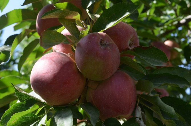 Iğdır’da elma dalında kaldı