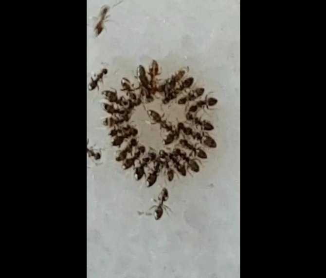 Karıncalar akıllı ve yardımsever çıktı