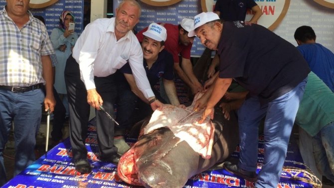 Köpekbalığı, kanser hastalarına ücretsiz dağıtıldı