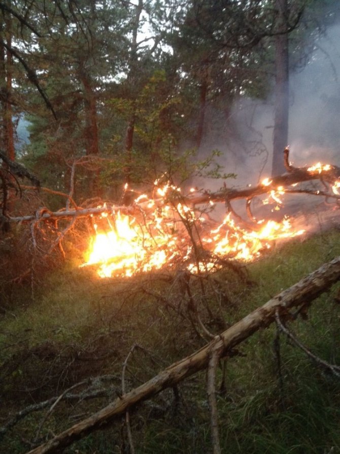 Yıldırım düşmesi sonucu ormanlık alanlarda yangınlar çıktı