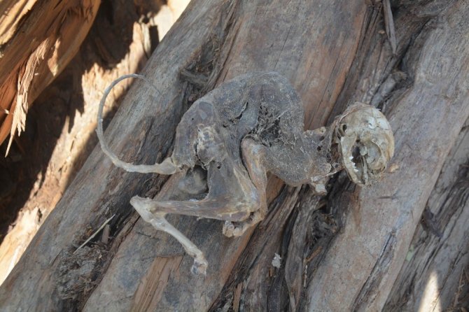 500 yıllık ağacın içinden çıkan hayvan fosili şaşırttı