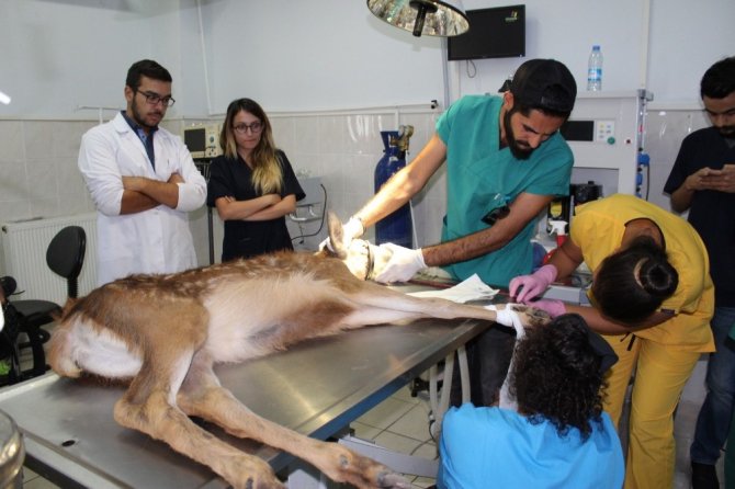 Her şey kızıl geyik yavrusunun dünyasının aydınlanması için