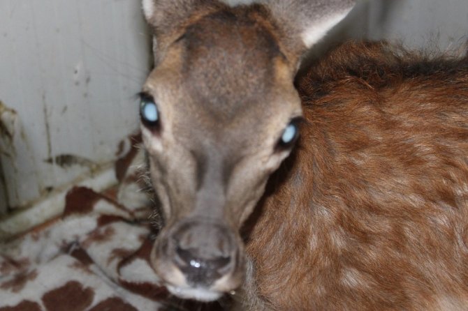 Her şey kızıl geyik yavrusunun dünyasının aydınlanması için