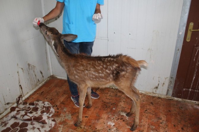 Her şey kızıl geyik yavrusunun dünyasının aydınlanması için