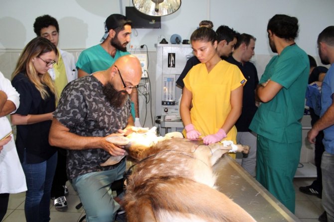 Her şey kızıl geyik yavrusunun dünyasının aydınlanması için