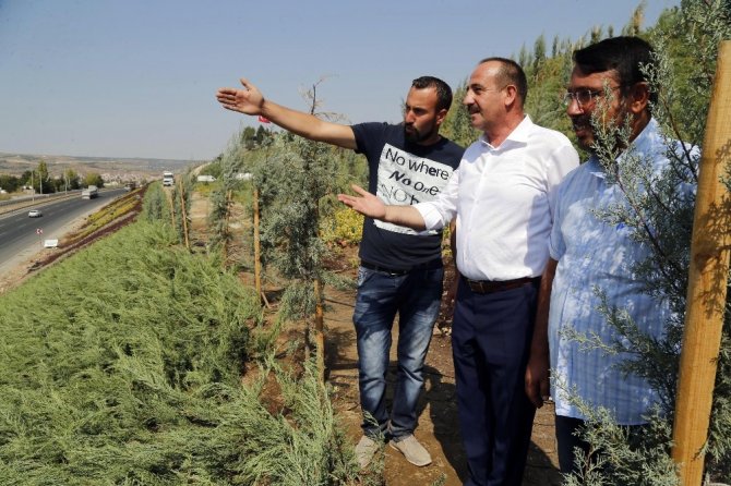 Başkan Duruay ağaçlandırma çalışmalarını yerinde inceledi