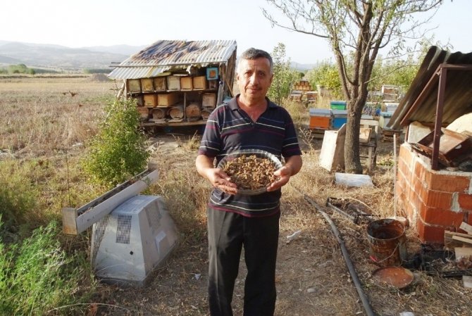 Hisarcık’ta ilk defa ’arı ekmeği’ üretildi
