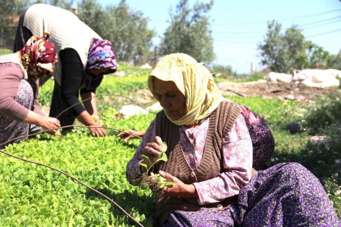 Türkiye’de tarım alanları azaldı