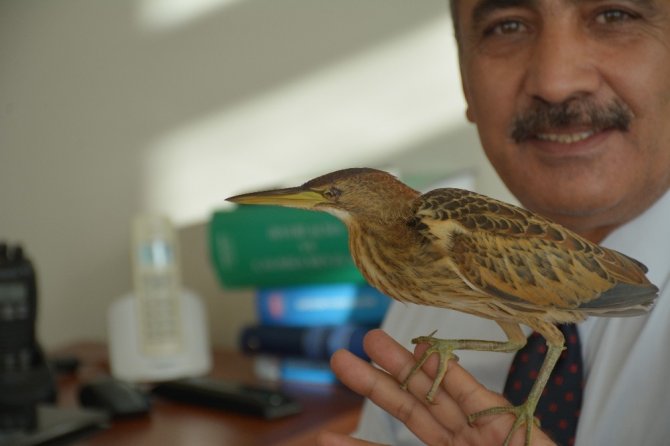 Hint Gölet Balıkçıl kuşuna zabıta ekipleri sahip çıktı