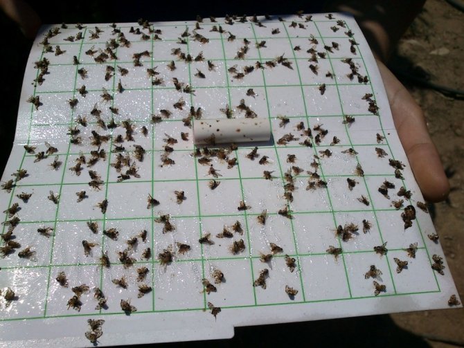 Aydın’da Akdeniz meyve sineği mücadelesi başladı