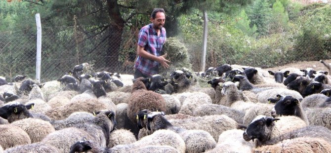 Ukrayna’dan beşiz doğuran koyun getirdi, siparişlere yetişemiyor