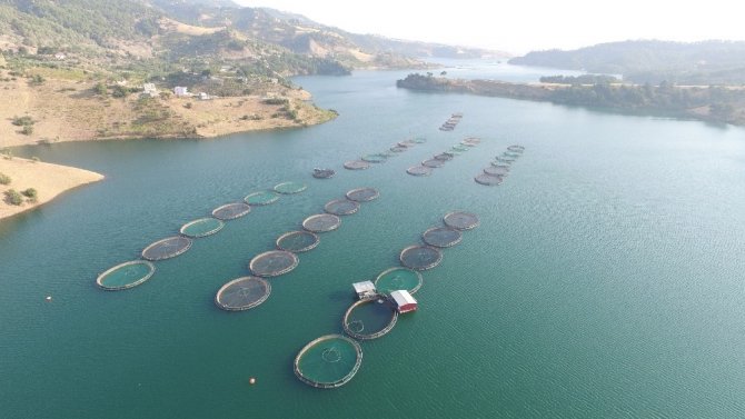 Barajlara 770 bin sazan balığı bırakıldı