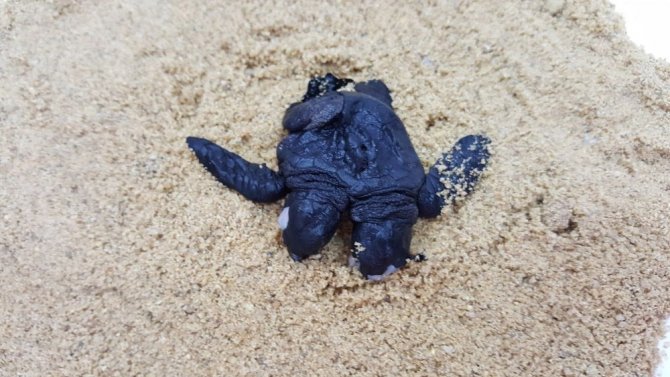 Çift başlı yavru deniz kaplumbağa görenleri şaşırttı