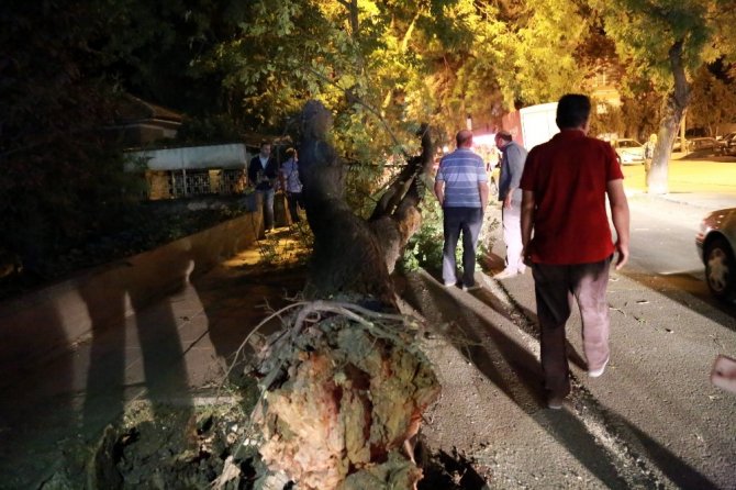 Başkent’te faciadan dönüldü: Kökünden kopan dev ağaç yola devrildi