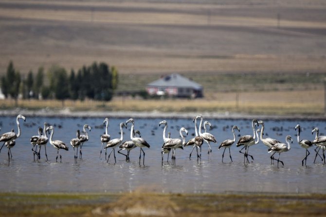 Flamingolar Arin Gölünde ilk defa yoğun şekilde görüntülendi