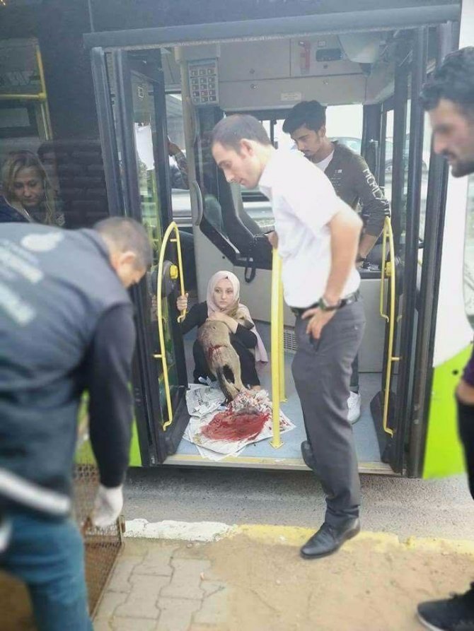 Halk otobüs şoförü çarptığı yaralı köpeği aracına aldı