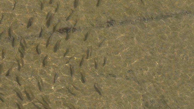 Beyşehir Gölü’nden kanala yavru balık akışına tepki