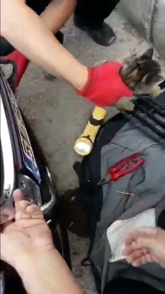 Araç kaputuna sıkışan minik kediyi itfaiye ekipleri kurtardı