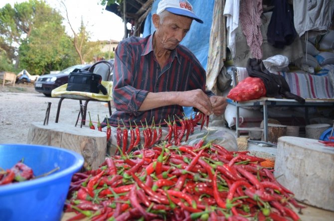 Bu köyde senede 100 ton pul biber üretiliyor