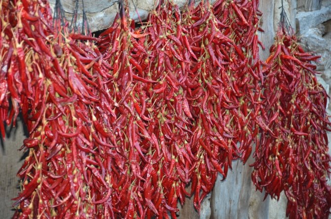 Bu köyde senede 100 ton pul biber üretiliyor