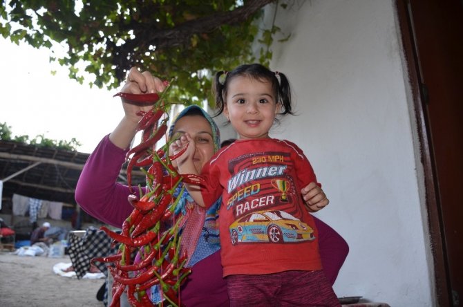 Bu köyde senede 100 ton pul biber üretiliyor