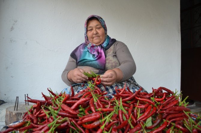 Bu köyde senede 100 ton pul biber üretiliyor