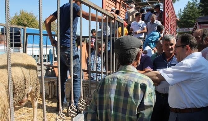 Koyun ve keçilerde verimliliği artırmak için kıvırcık ırkı damızlık koç dağıtıldı