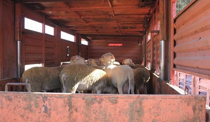 Koyun ve keçilerde verimliliği artırmak için kıvırcık ırkı damızlık koç dağıtıldı