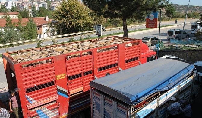 Koyun ve keçilerde verimliliği artırmak için kıvırcık ırkı damızlık koç dağıtıldı