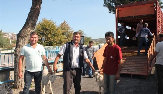 Koyun ve keçilerde verimliliği artırmak için kıvırcık ırkı damızlık koç dağıtıldı