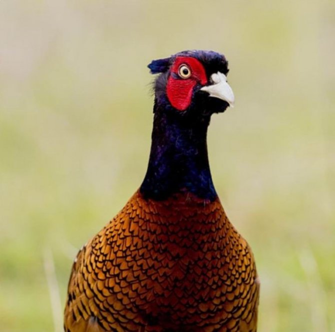 Samsun’da 154 endemik bitki ve hayvan türü tespit edildi