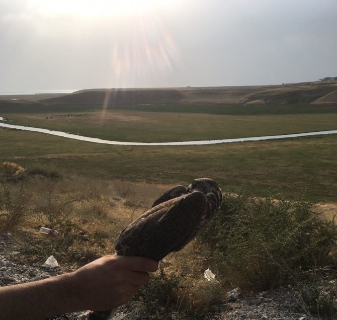 Atmaca avcısına büyük ceza