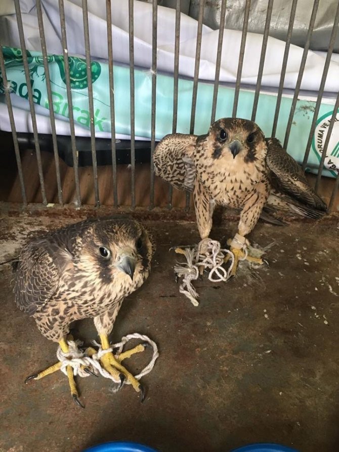 Atmaca avcısına büyük ceza