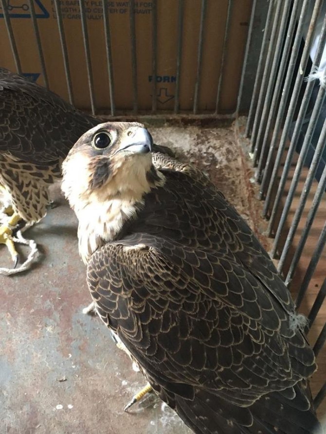 Atmaca avcısına büyük ceza