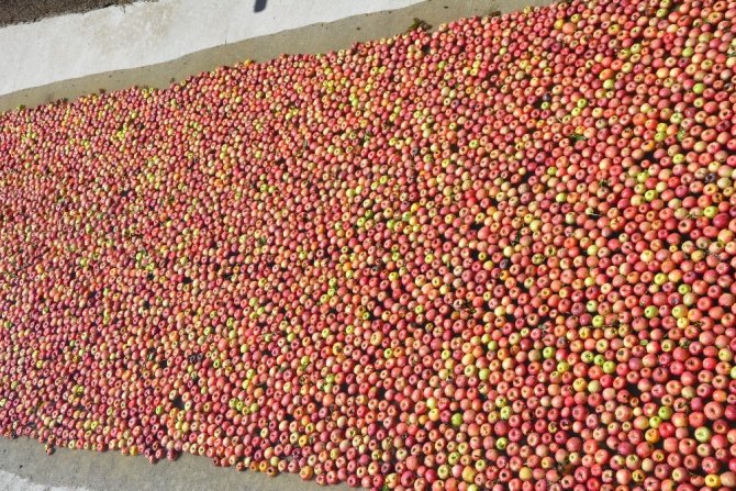 Meyve suyu farikası ankon elma alımına başladı