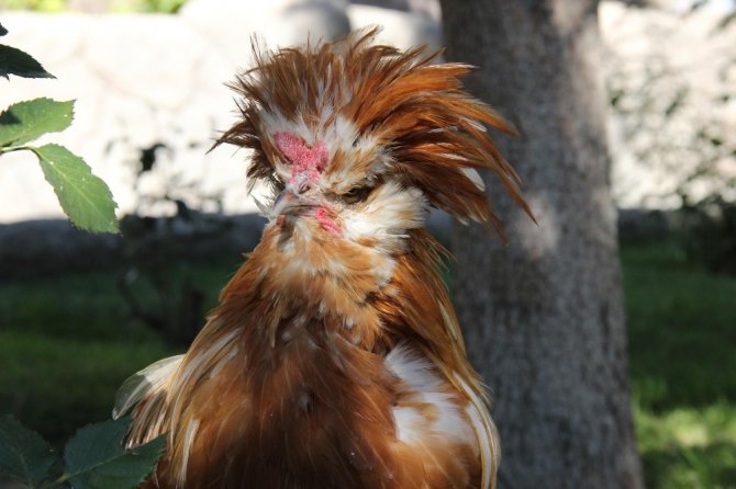 Çay bahçesinde süs tavuğu ve horozu besliyor