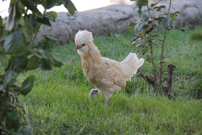 Çay bahçesinde süs tavuğu ve horozu besliyor