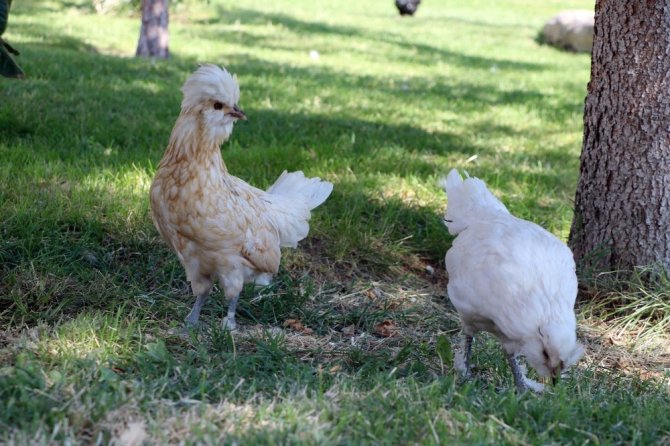 Çay bahçesinde süs tavuğu ve horozu besliyor